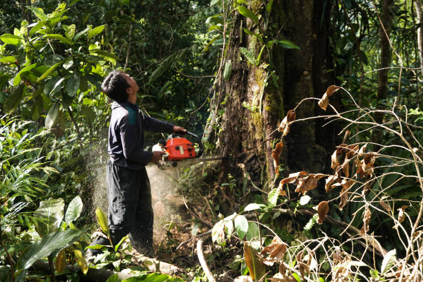 Tree and Shrub Care in Icard, NC