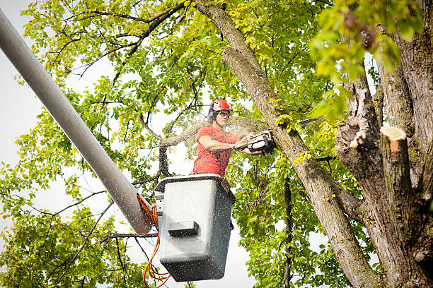 Best Leaf Removal  in Icard, NC